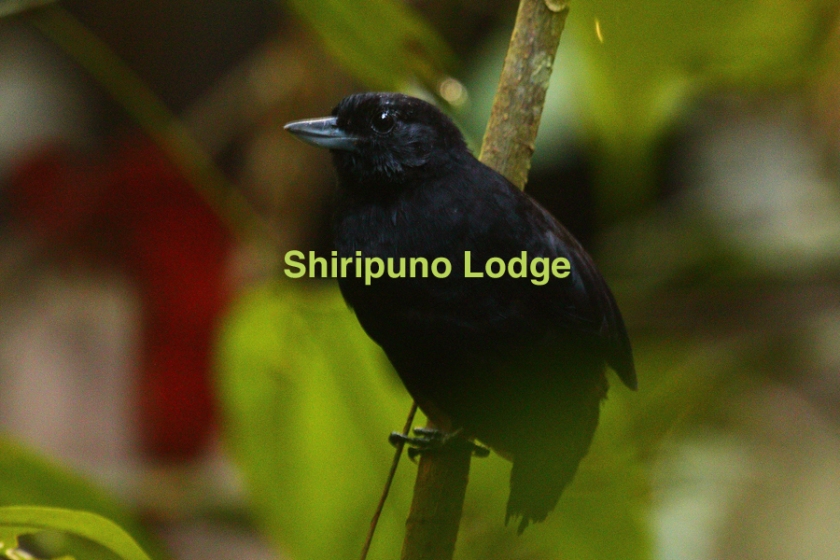 Rare Antbird that lives in tangle-swampy forest. Several territories found at Shiripuno Lodge